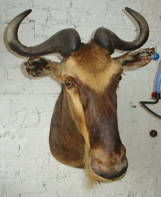 1920's African Wall  Mounted Trophy Taxidermy 4