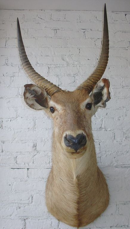 1920's African Wall  Mounted Trophy Taxidermy 5