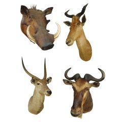 1920's African Wall  Mounted Trophy Taxidermy