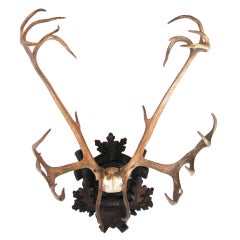 Reindeer skull and antlers On black forest plaque