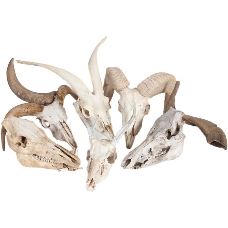 Collection of Skulls