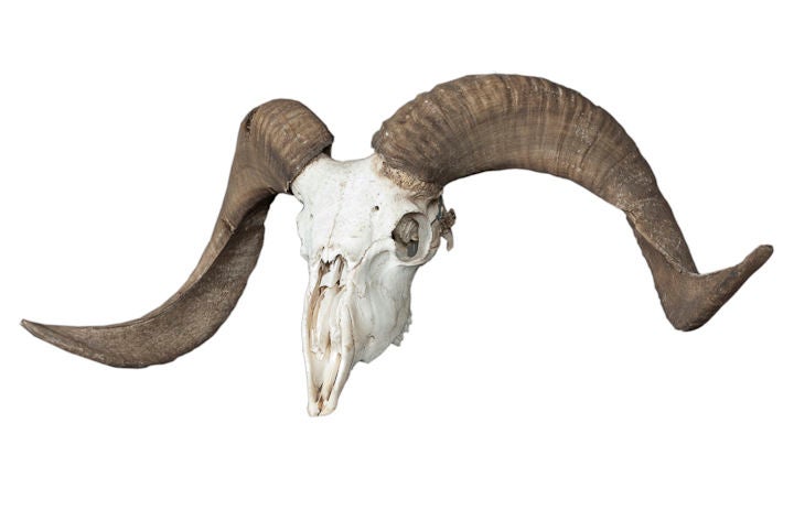 Wonderful collection of Animal skulls which include the following:<br />
Goat, deer, ram, boar, warthog and wild pig.<br />
<br />
Can be sold individually.