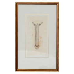 Framed Medical Illustration of a Penis Circa 1790.