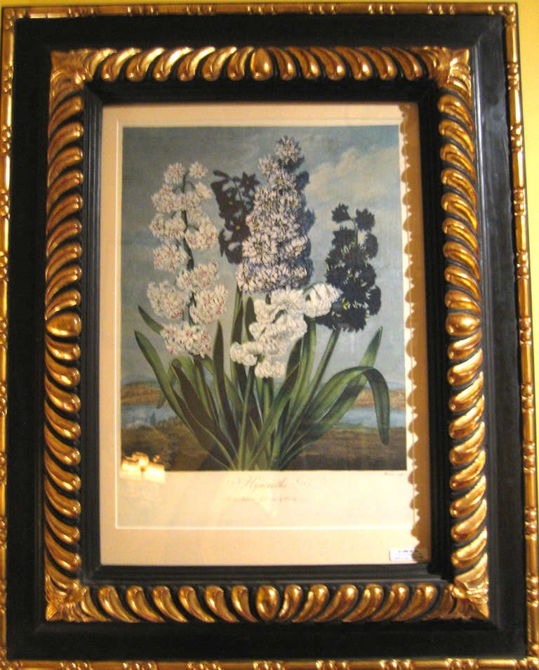 Framed Botanical Art Prints For Sale Ebay Framed Botanical Art Prints For Sale Ebay