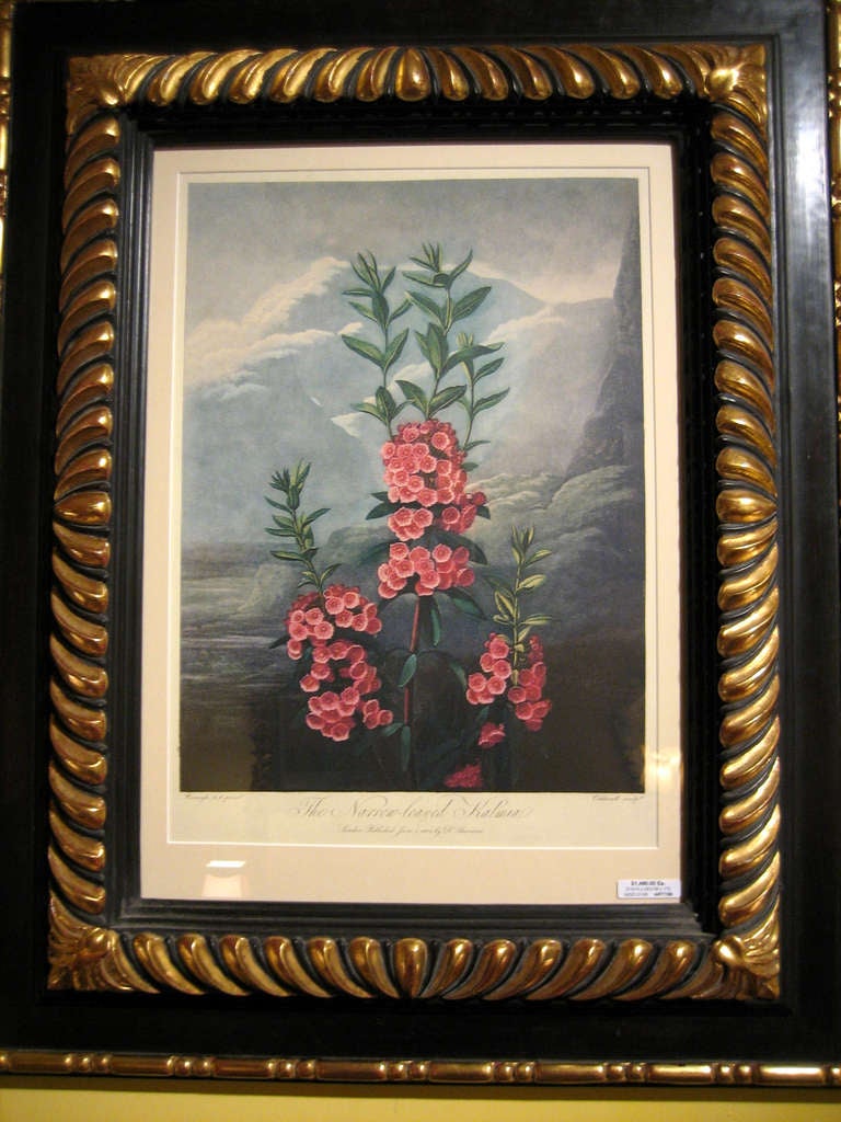 Framed Botanical Prints For Sale at 1stdibs
