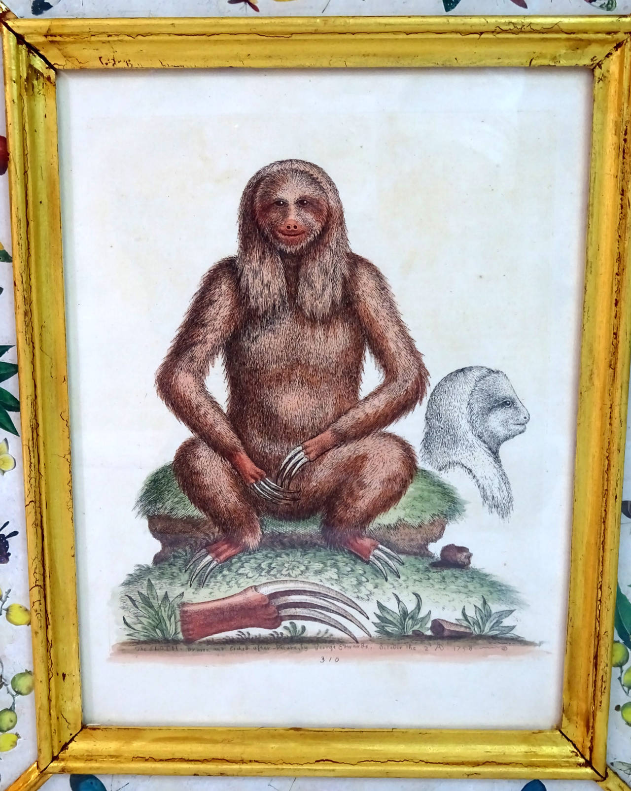 Set of five drawings of various species of monkeys, set in eglomise frames painted with fruit and butterfly decorations, inner concave gilded edges, gilt accents in the corners, all surrounded by outer gilded beading with ebonized edges and sides,