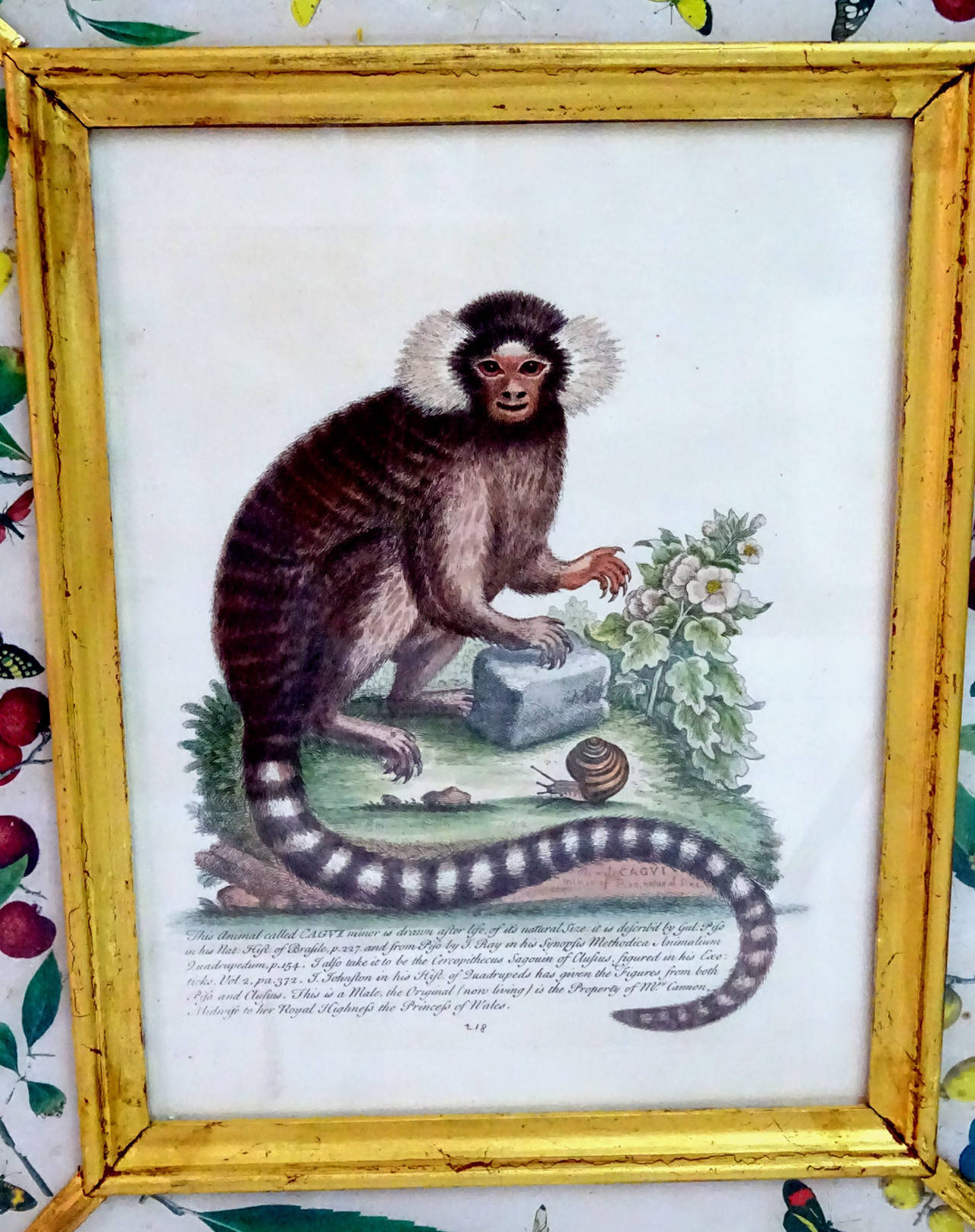 Set of Five 20th Century English Prints of Monkeys in Eglomise Frames In Excellent Condition In Dallas, TX