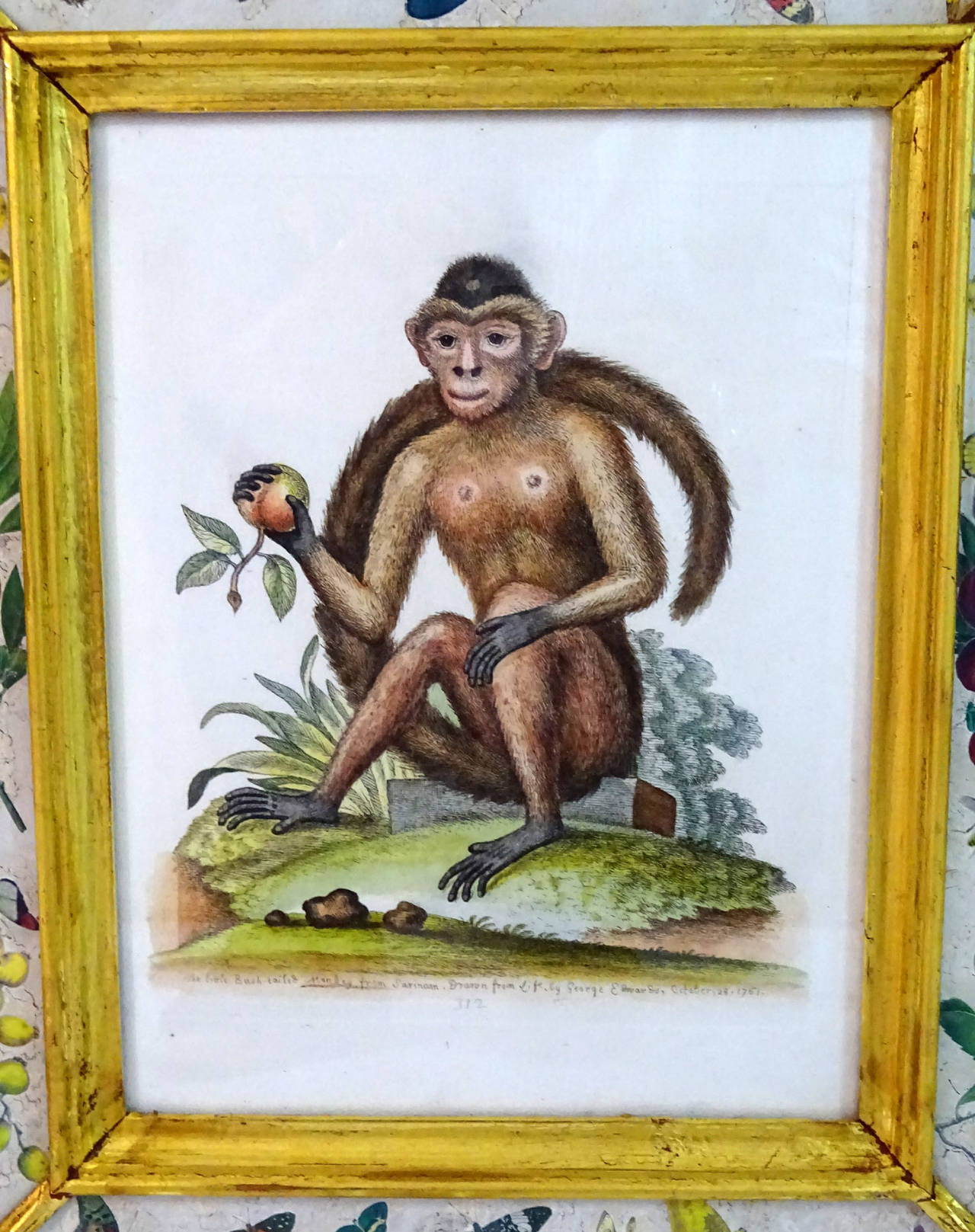 Set of Five 20th Century English Prints of Monkeys in Eglomise Frames 1