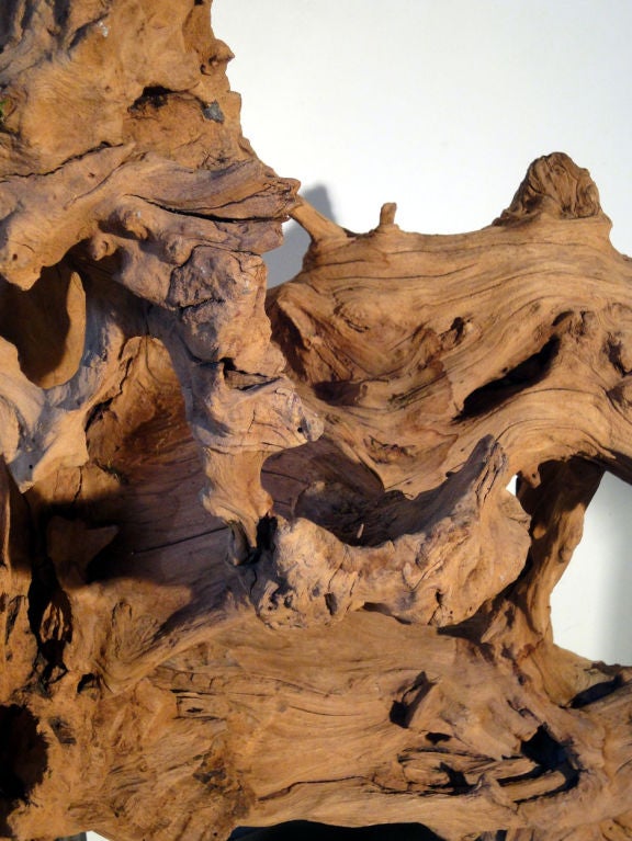 Beautifully Formed Root Mounted on Stand In Excellent Condition For Sale In Dallas, TX