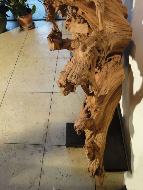 Beautifully Formed Root Mounted on Stand For Sale 1