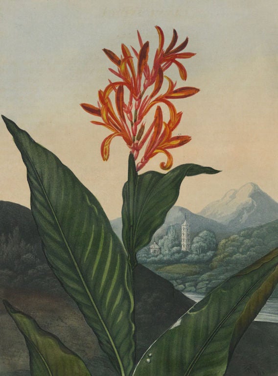 A Set of Ten Dr. Thornton Botanical Prints For Sale 6