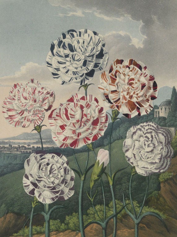 English A Set of Ten Dr. Thornton Botanical Prints For Sale