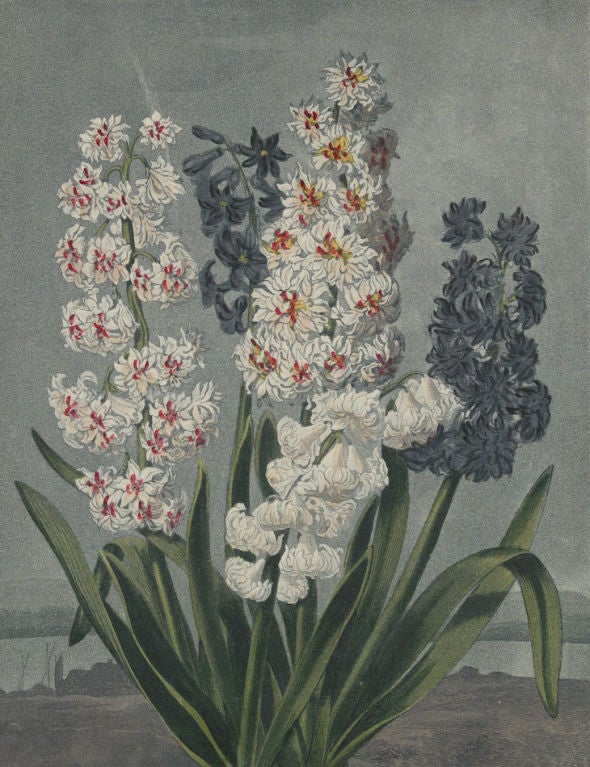 19th Century A Set of Ten Dr. Thornton Botanical Prints For Sale