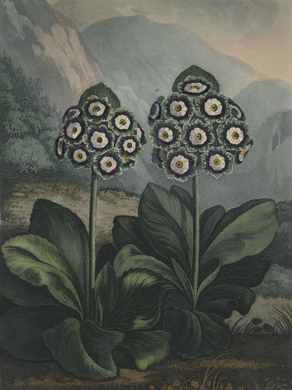 A Set of Ten Dr. Thornton Botanical Prints For Sale 1