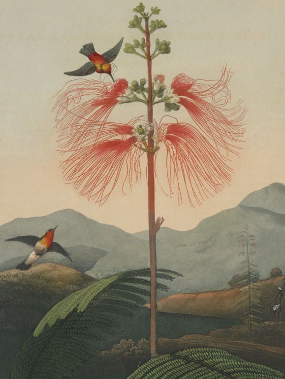 A Set of Ten Dr. Thornton Botanical Prints For Sale 2