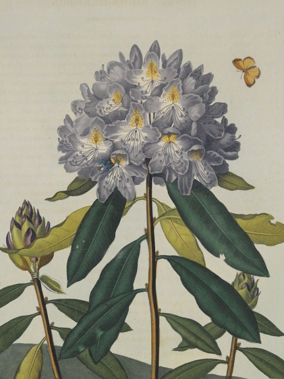 A Set of Ten Dr. Thornton Botanical Prints For Sale 4
