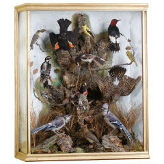 19th Century Taxidermy Bird Diorma