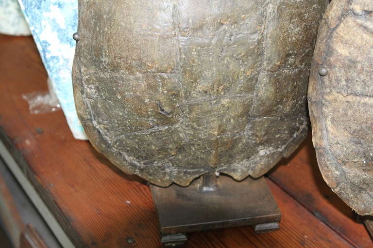 Pair Of Old Tortoise Shell Lamp Bases 2