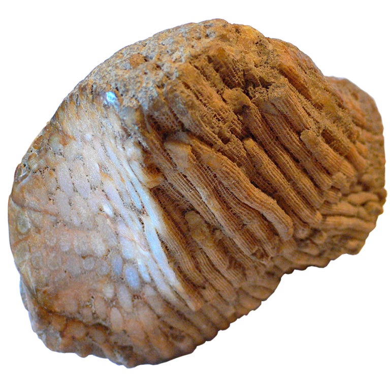 Large Rugose coral fossil with a wonderful natural polish on one side.