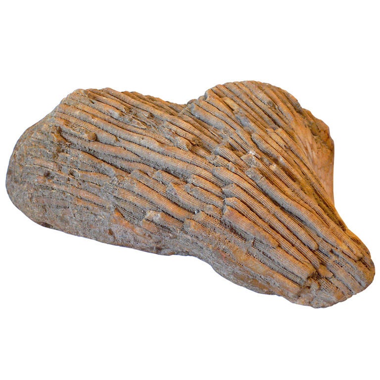 Beehive Coral Fossil