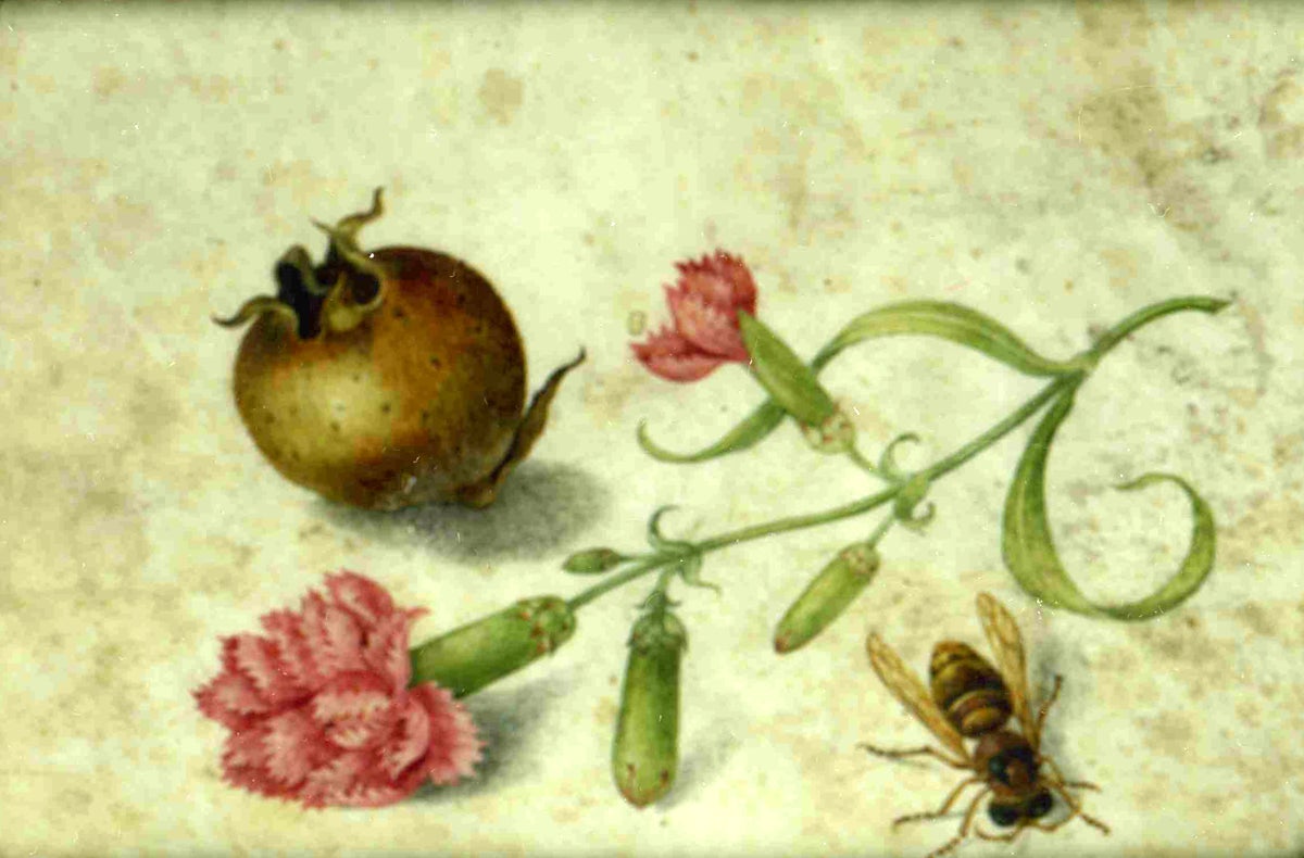 A nespolo, pink carnations and bee; in a carved and gilded wood frame. For Sale
