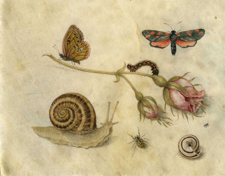 
A pair of still life tempera paintings on parchment; a snail, rose, caterpillar, butterflies, with spider and fly; a salamander with walnut, berries, butterfly and bee

