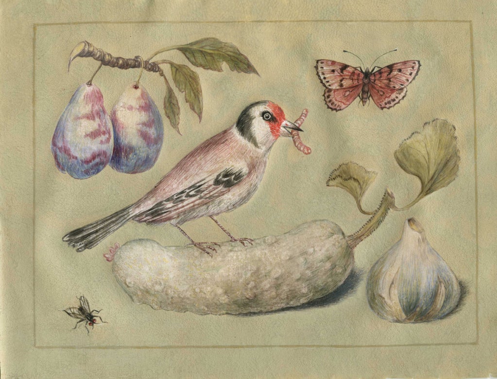 Bird with cherries, fig, prune, lemon and bee
Bird eating a worm with fig, prunes, butterfly and fly
Bird with pomegranate, and butterfly
Figs, pear, with carnation, butterflies and snail 
Roses with peaches and beetle


The name of the