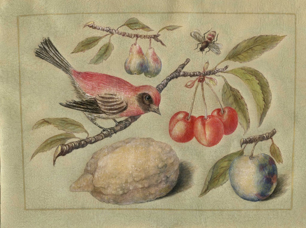 Italian Set of Five Tempera on Parchment, Birds, Bugs, Flowers and Fruit For Sale