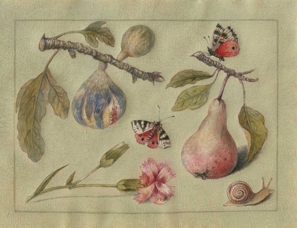 18th Century and Earlier Set of Five Tempera on Parchment, Birds, Bugs, Flowers and Fruit For Sale