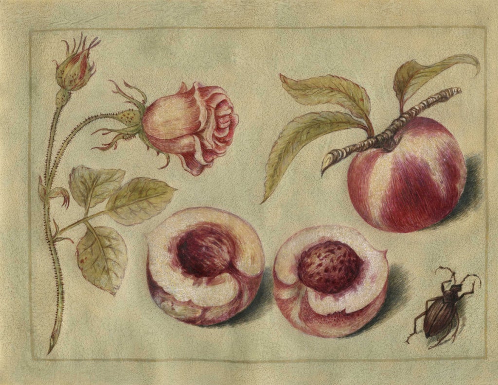 Set of Five Tempera on Parchment, Birds, Bugs, Flowers and Fruit For Sale 1