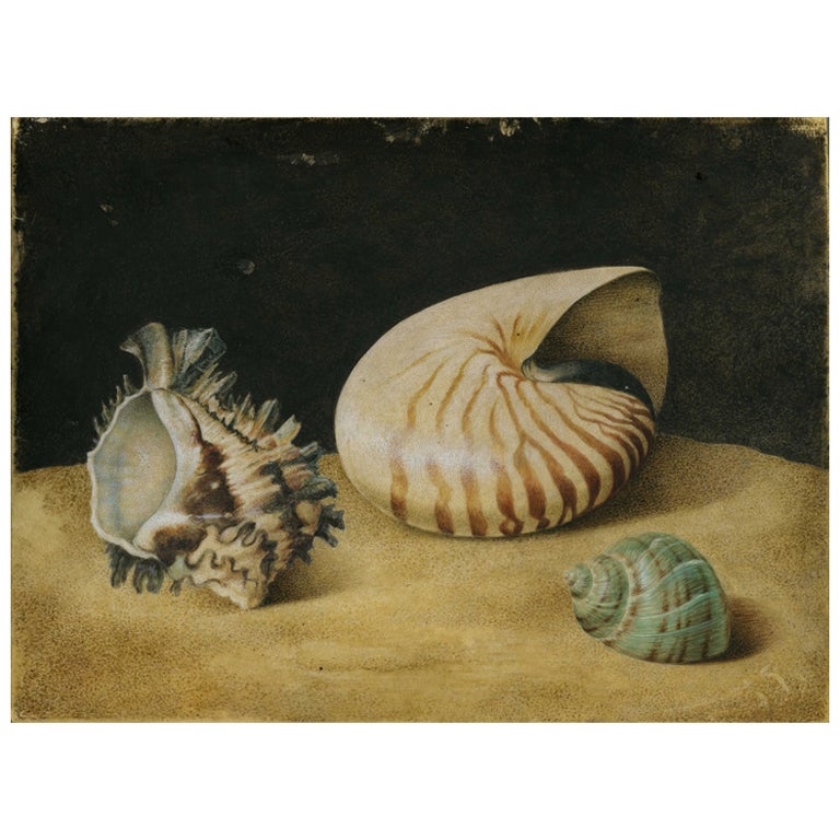 Three Shells; in a Period Regence Frame