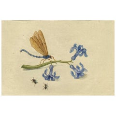 Antique Honeysuckle with dragonfly and two ants