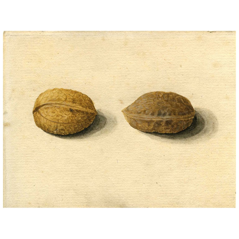 A rare painting of two walnuts on parchment