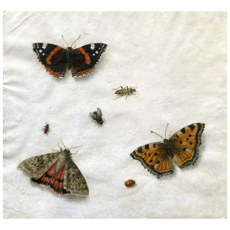 Still Life with Butterflies and Insects For Sale