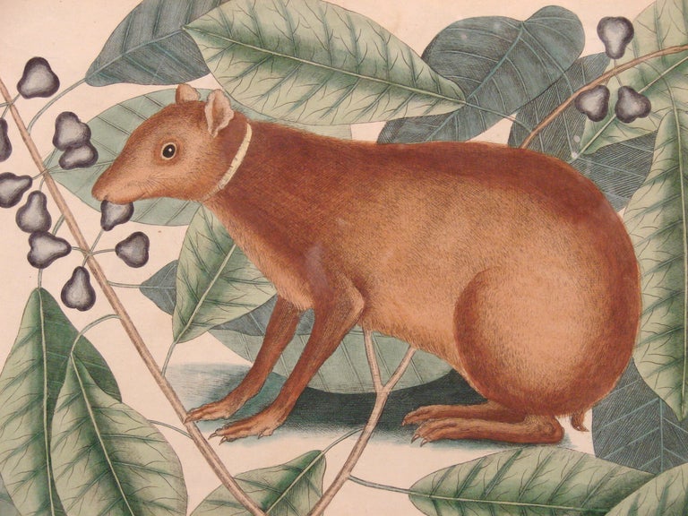 Handcolored Engraving by Mark Catesby