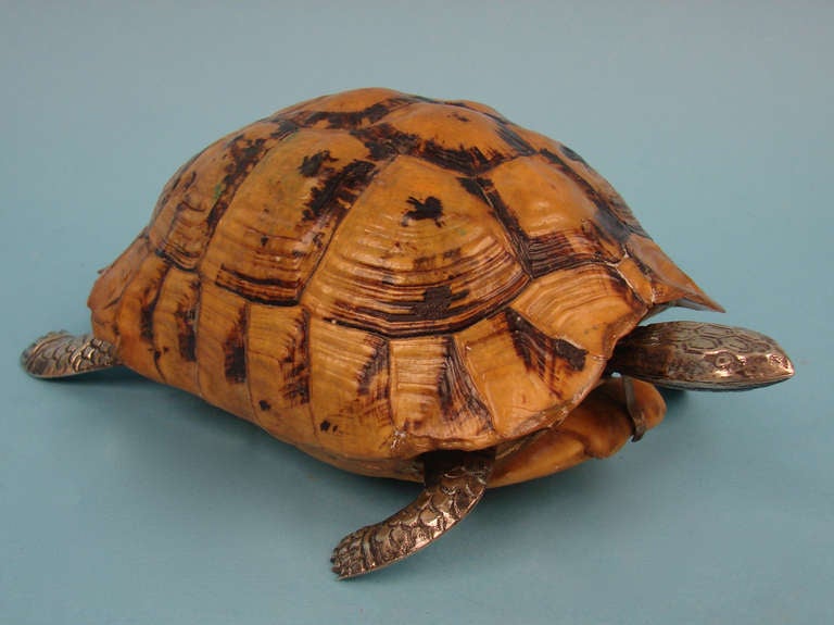 Turtle Shell with Silver Head and and Paws