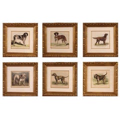 Antique Grouping of Six French Colored Wood Engravings of Dogs