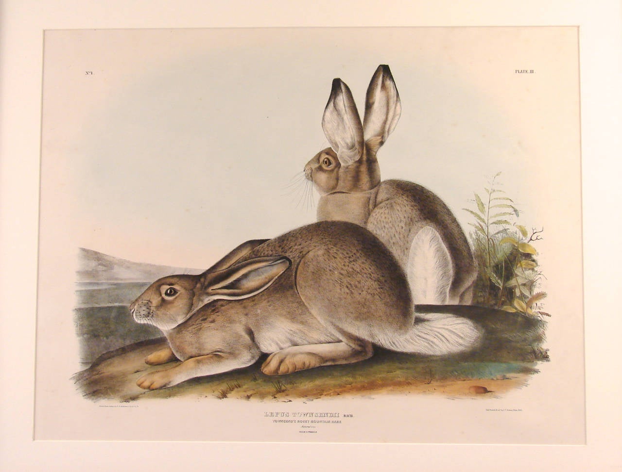 Townsend's Rocky Mountain Hare (Pl. III), 1842
John James Audubon (American, 1785-1851) from the Bowen edition of the Viviparous Quadrupeds of North America, hand colored lithograph on heavy wove paper, with margins, with acid free mat and custom