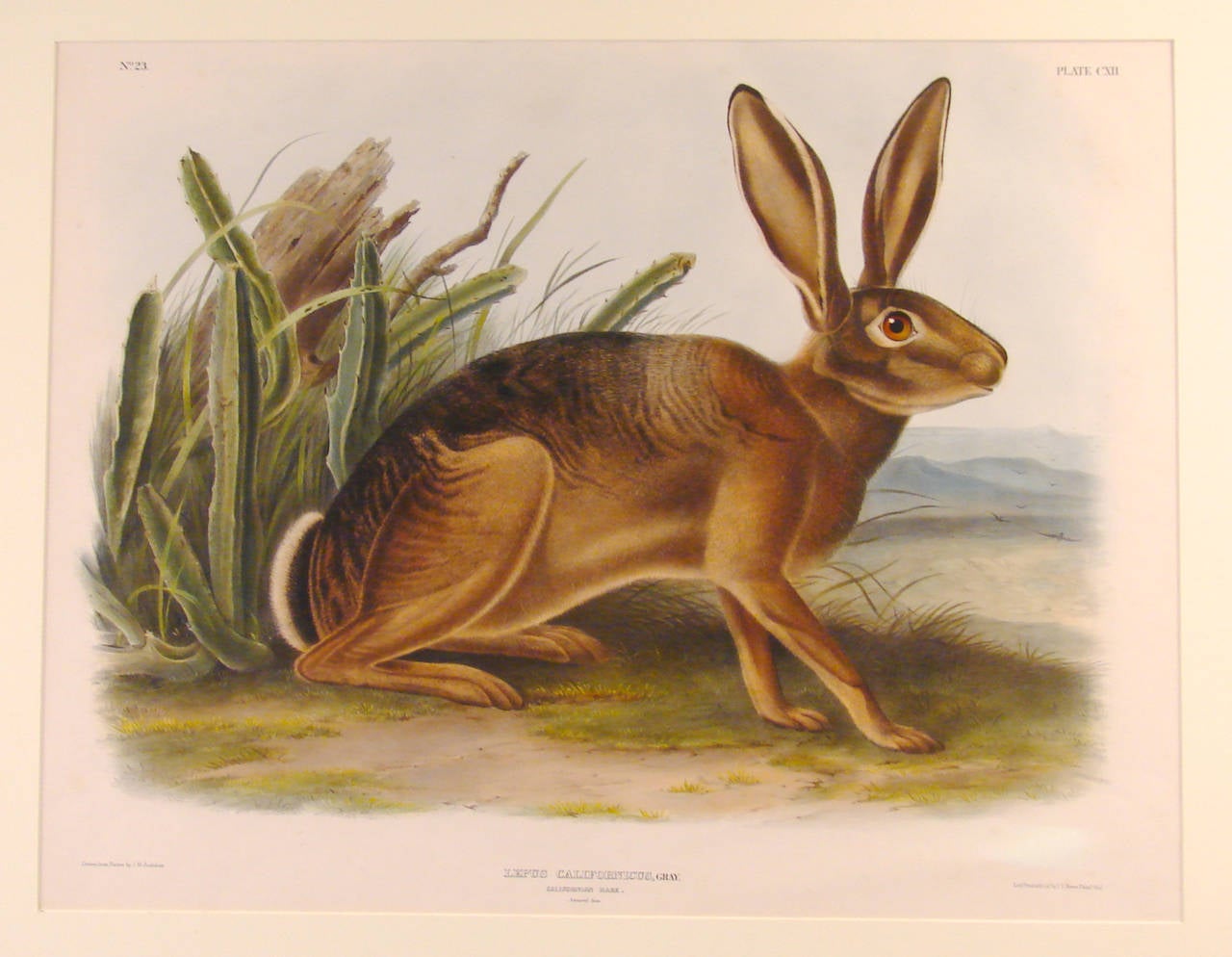 John Woodhouse Audubon (American, 1812-1862) from the Bowen edition of The Viviparous Quadrupeds of North America, hand-colored lithograph on heavy wove paper, with margins, colors attenuated, with acid free mat and custom oak frame.