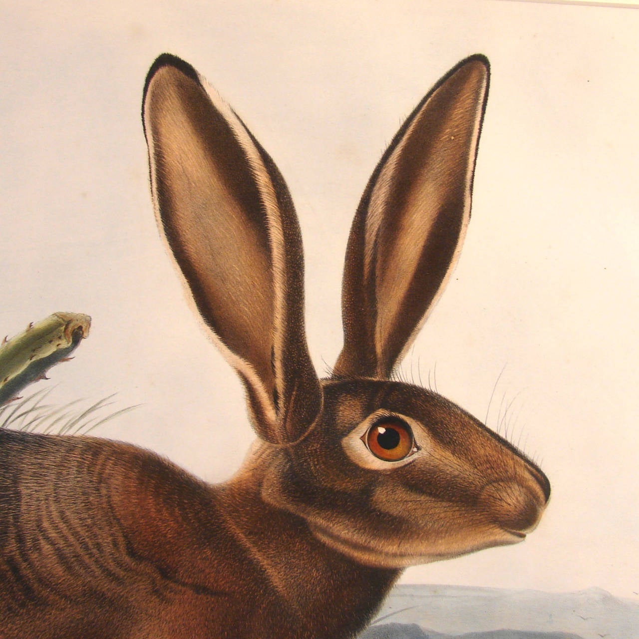 Sporting Art John Woodhouse Audubon, California Hare ‘Pl. CXII’, 1847