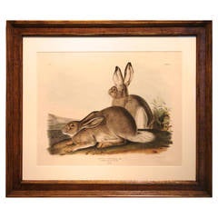 Lithograph After John James Audubon, Rocky Mountain Hare Pl. III