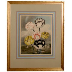 Antique Framed mezzotint of Tulips by T. Baxter