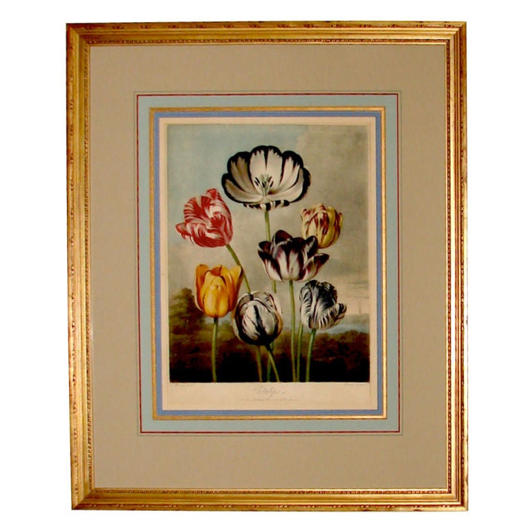 Mezzotint "Tulips" by Dr. Thornton