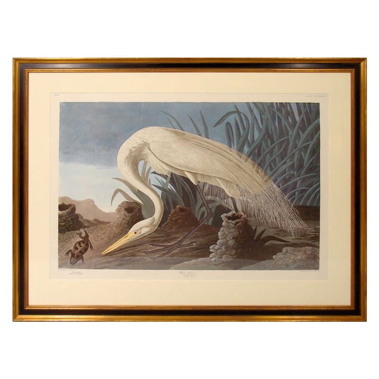 A beautiful hand colored aquatint engraving of the White Heron from the 1971-72 Amsterdam edition of Audubon's Birds of America, elephant folio, one of 250 printed. Matted and framed. Originally sold at Gump's Gallery San Francisco in 1993 ($3300).