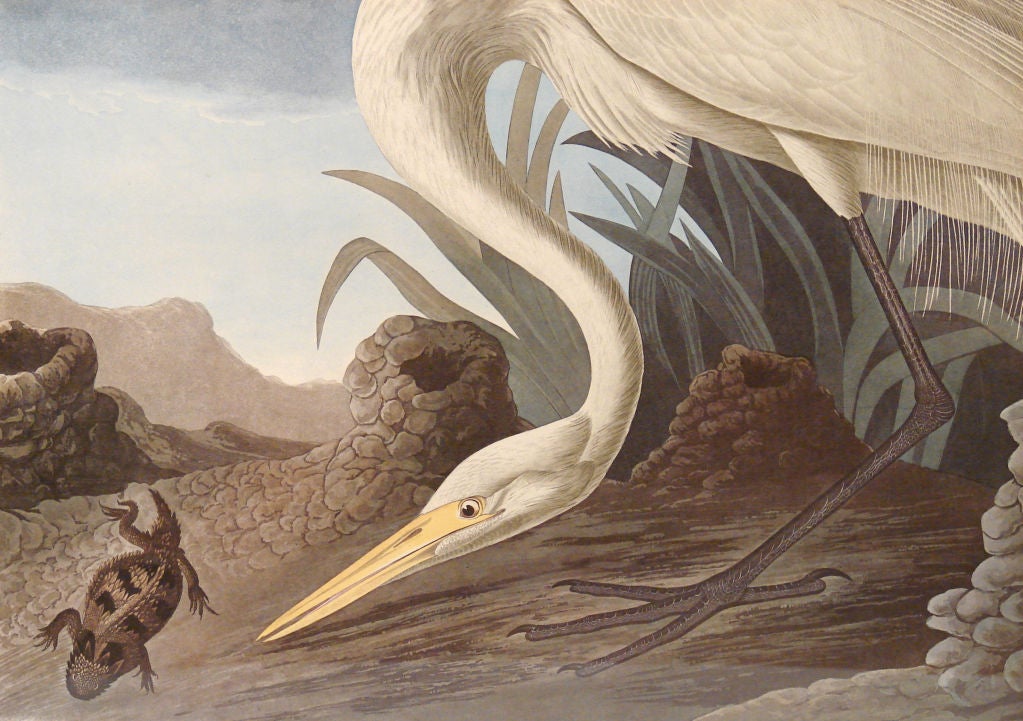 Dutch White Heron, Plate 386, Audubon Amsterdan Edition