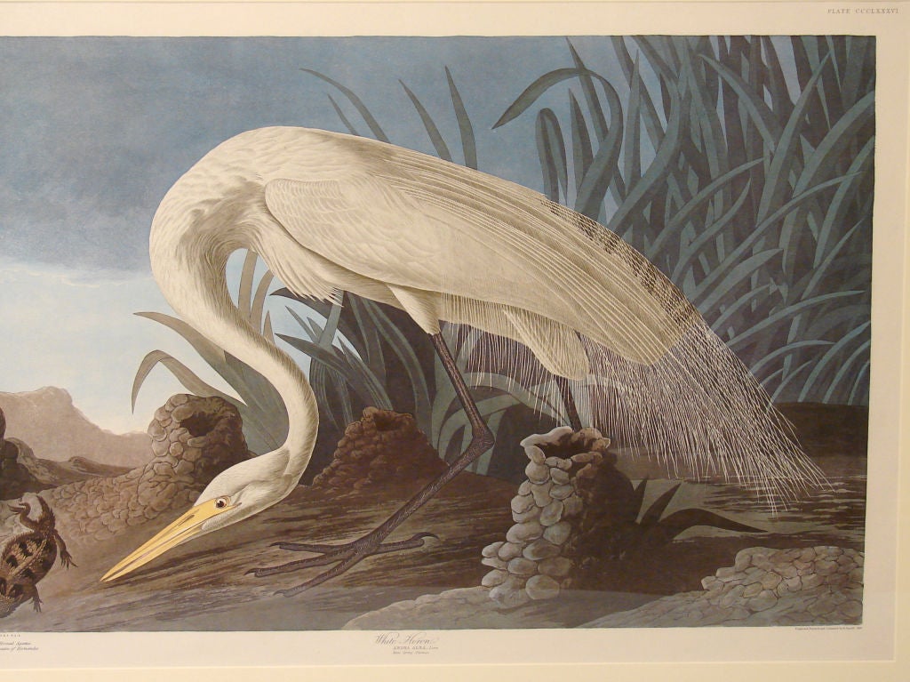 White Heron, Plate 386, Audubon Amsterdan Edition 1