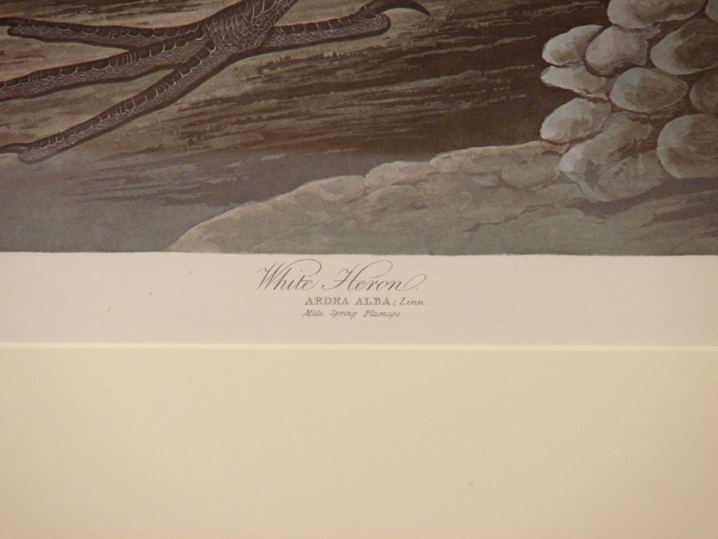 White Heron, Plate 386, Audubon Amsterdan Edition 2