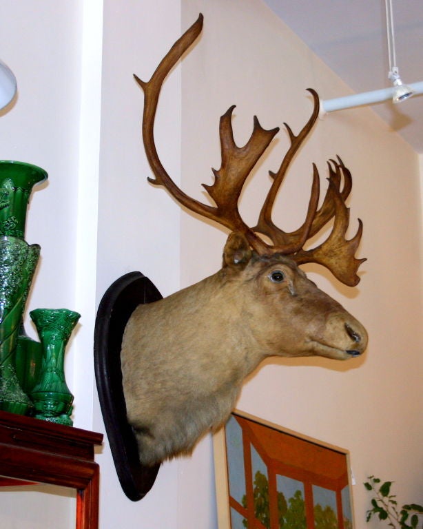 Antique Caribou mount with large antlers by the preeminent taxidermist of the time - Portland, Me. based Philip Hinds Co. Excellent low maintenance pet or mascot.