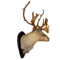 Antique Caribou Mount!!!