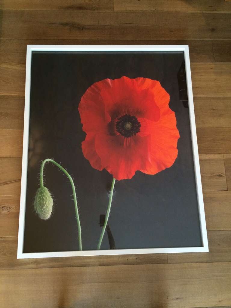 Oberto Gili Photograph of a red Poppy.